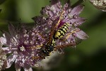 5du24559 - Polistes dominula