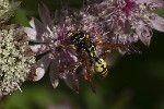 5du24570 - Polistes dominula