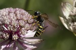5du24611 - Cerceris arenaria