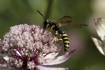 5du24614 - Cerceris arenaria