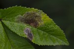 5du24902 - Phytomyza angelicae