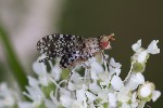 5du24927 - Trypetoptera punctulata