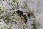 5du24987 - Dolichovespula saxonica