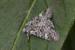 5du25056 - Brachylomia viminalis