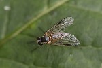 5du25070 - Rhagio lineola