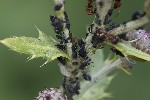 5du25119 - Aphis fabae cirsiiacanthoidis