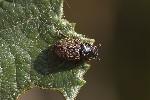 5du25178 - Euheptaulacus carinatus carinatus