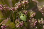 5du25340 - Lygus rugulipennis