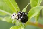5du25457 - Bromius obscurus