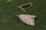 06/08/2025 - 5du25462 - Bessans (73480)