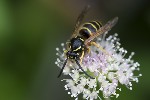 06/08/2025 - 5du25524 - Bessans (73480)