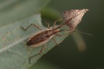 5du25583 - Stenodema holsata