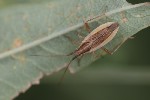 5du25589 - Stenodema holsata