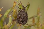 5du25620 - Dolycoris baccarum