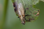 5du25632 - Thricops nigrifrons
