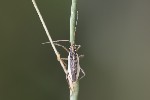 5du25672 - Stenodema holsata