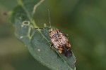 5du25723 - Lygus wagneri
