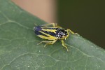 5du25757 - Evacanthus interruptus