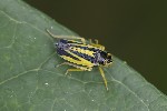 5du25761 - Evacanthus interruptus
