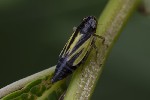 5du25781 - Evacanthus interruptus
