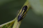 5du25784 - Evacanthus interruptus