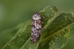 5du25878 - Aphrophora corticea