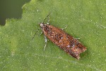 5du26015 - Epinotia sp.
