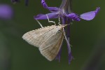 5du26039 - Udea lutealis