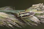 5du26096 - Stenotus binotatus