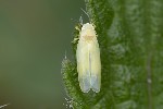 5du26182 - Typhlocybinae