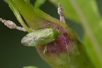 5du26252 - Lygocoris pabulinus