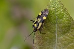 5du26266 - Grypocoris sexguttatus