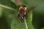 5du26282 - Eristalis tenax