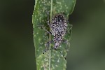 5du26382 - Liophloeus tessulatus