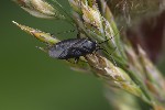 5du26406 - Plagiognathus arbustorum