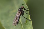 5du26444 - Rhamphomyia sp.