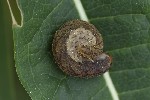 5du26470 - Tenthredo sp.
