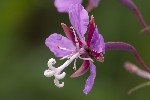 5du26495 - Chamerion angustifolium