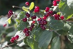 5du26592 - Lonicera xylosteum