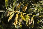 5du26631 - Melampsora salicina