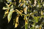 5du26635 - Melampsora salicina