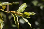 5du26650 - Melampsora salicina