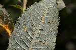 5du26669 - Melampsora salicina