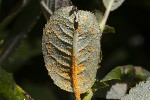 5du26681 - Melampsora salicina