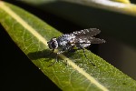 5du26696 - Limnophora sp.