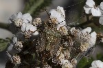 5du26722 - Carpocoris melanocerus