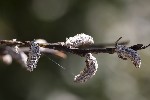 5du26737 - Salix sp.