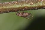 5du26771 - Cacopsylla sp.