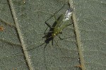 5du26790 - Blepharidopterus angulatus