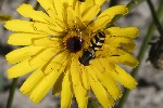 5du26814 - Dasysyrphus albostriatus